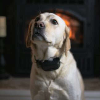 Collier anti-aboiement rechargeable