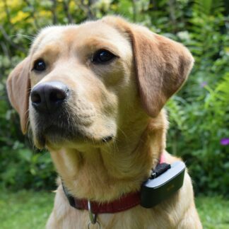 Collier GPS Anti-Fugue Chien