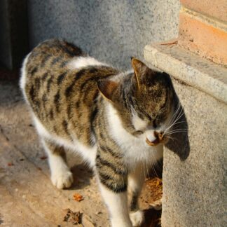 Brosse Auto-Toiletteur Mural pour Chat – Grooming Sans Effort
