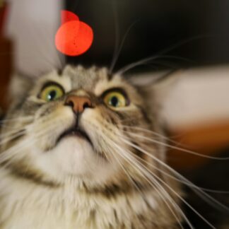 Jouet Laser Automatique pour Chat & Chien