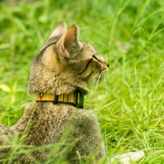 Kippy CAT : GPS Ultra-Léger pour Chat – Promo