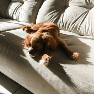 spray anti-puces chien chat